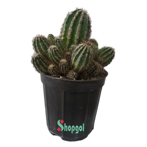 کاکتوس اچینوپسیس هاکو جو   Echinopsis  HAKU-JO MARU (ارسال با باربری و پس کرایه)