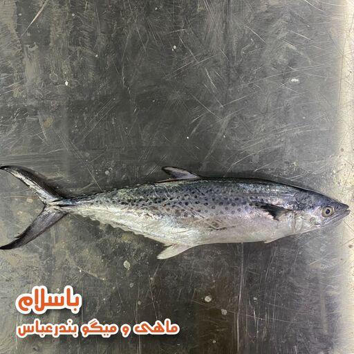 ماهی قباد درجه 1 جنوب تازه و صید روز  بندرعباس(1 کیلوگرم)