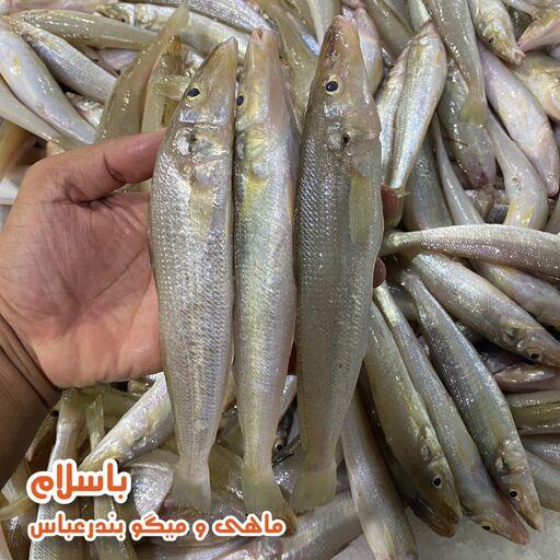 ماهی شوورت یا حواسیم تازه و صید روز (1 کیلوگرم)