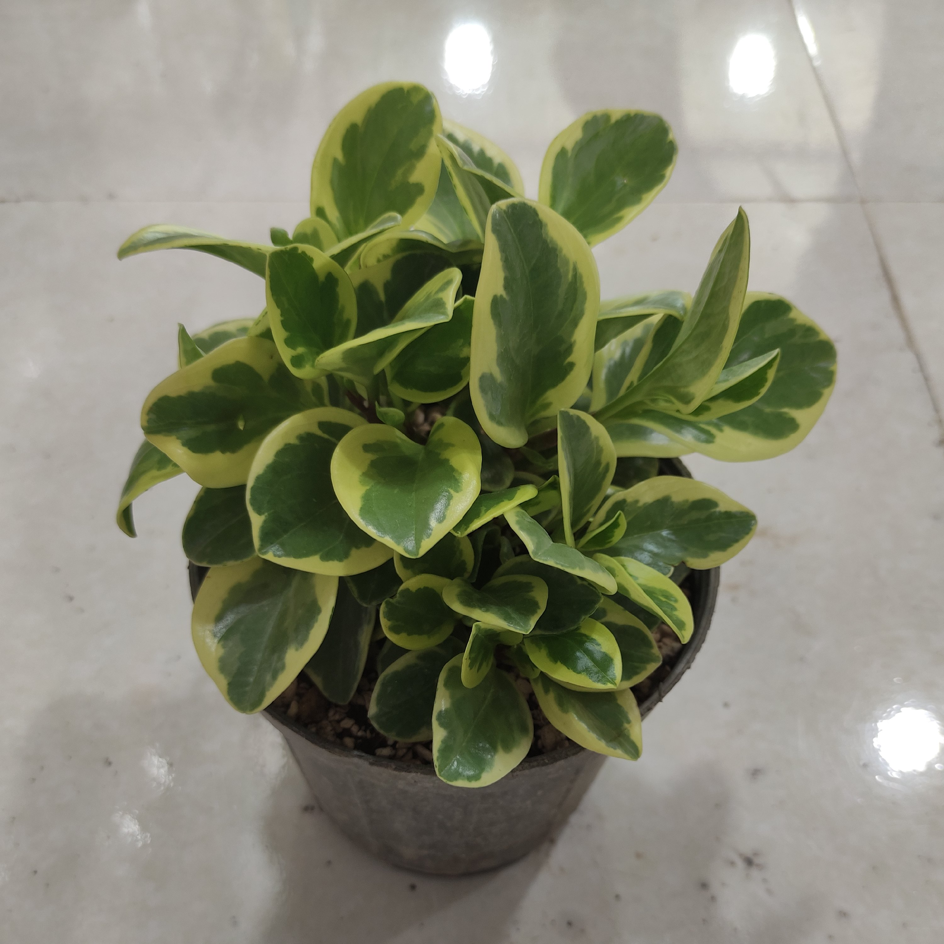 قاشقی ابلق گیاه آپارتمانی رنگ سبز و طلایی (پس کرایه)