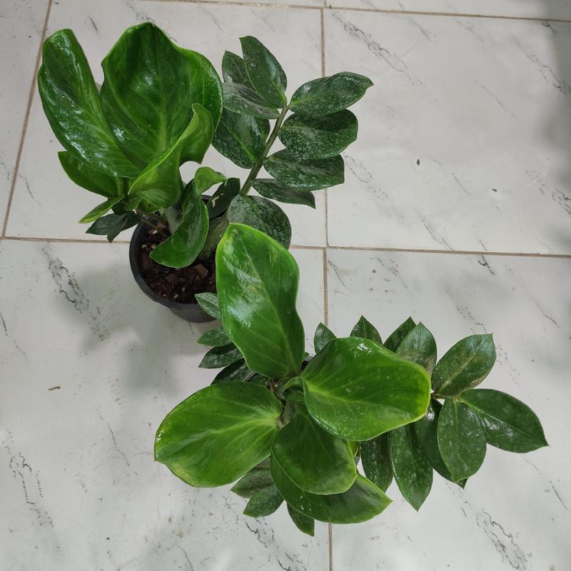 زاموفیلیا هلندی سبز گیاه آپارتمانی مقاوم و ماندگار یکی از انواع نادر و جذاب زاموفیلیا 