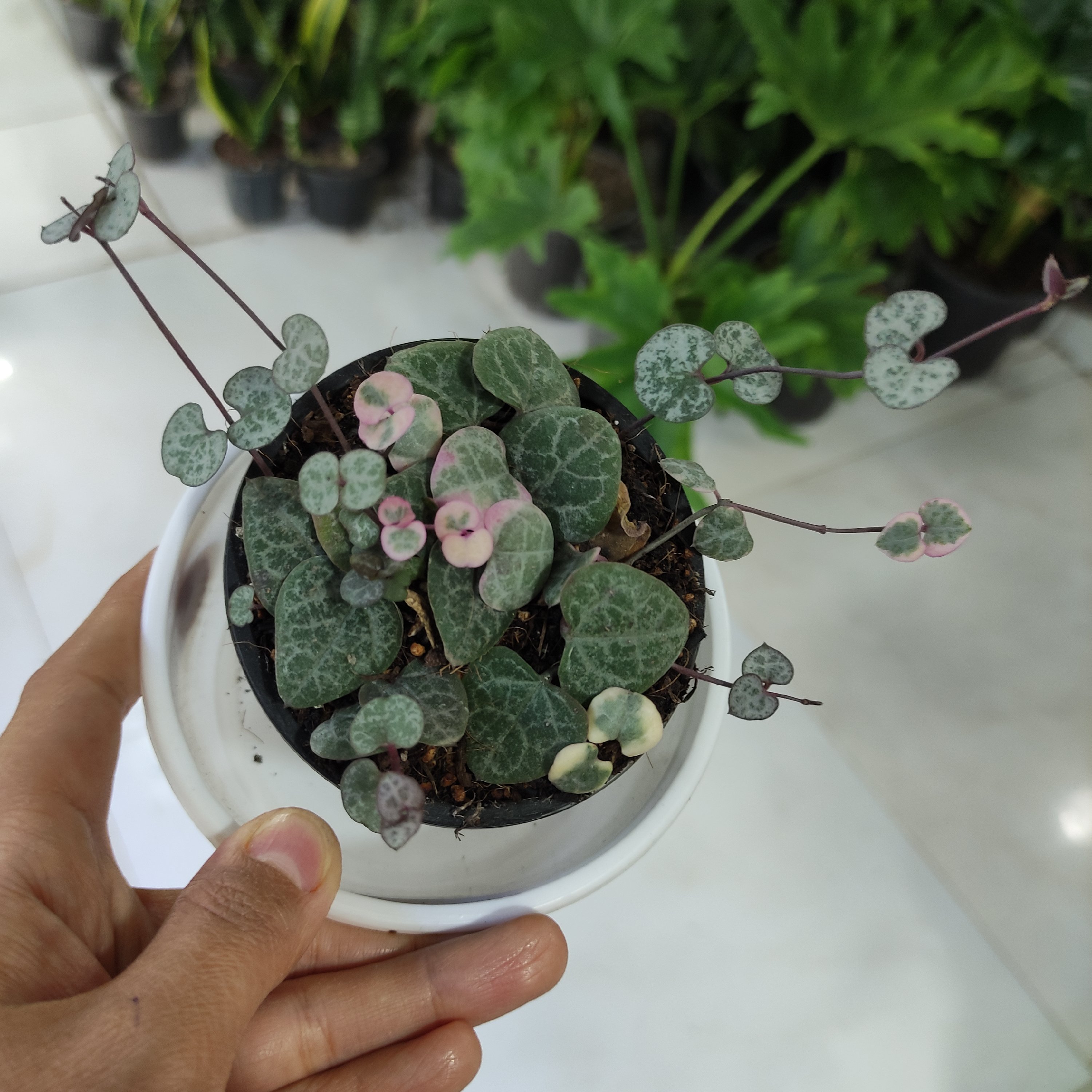 سروپژیا سایز بزرگ گیاه آپارتمانی رونده و سیلور