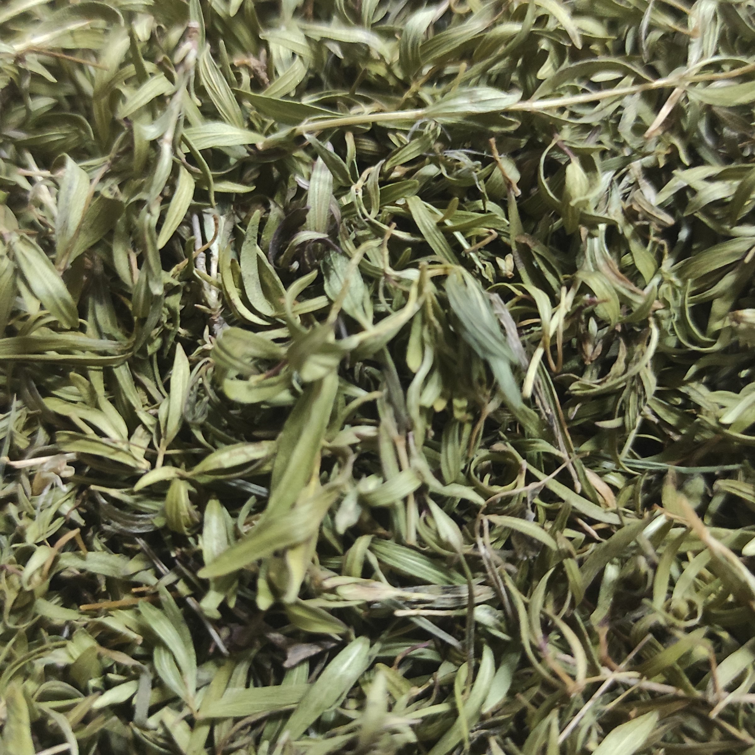 آویشن  کوهی 