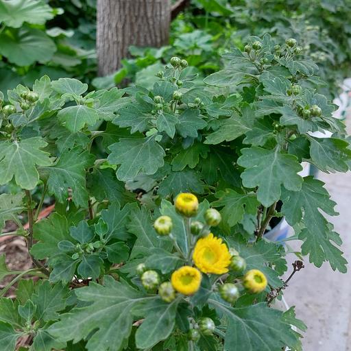 گلدان گل داوودی(chrysanthemum)