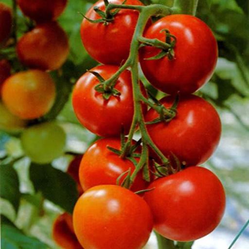 بذر گوجه فرنگی قرمز بوته ای رویال آذر سبزینه مدل A84