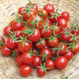 بذر گوجه چری قرمز مینیاتوری آذر سبزینه مدل A106