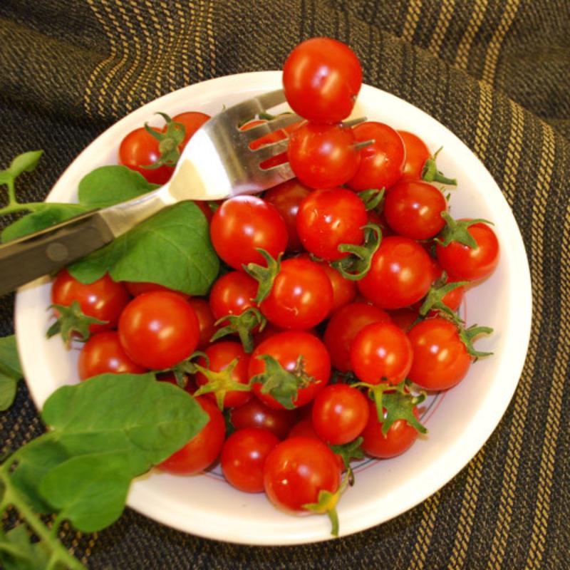 بذر گوجه چری قرمز مینیاتوری آذر سبزینه مدل A106