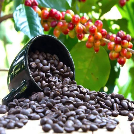 بذر قهوه عربی وانیا سید مدل N122