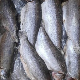 50 کیلو گرم ماهی قزل آلا  پاک نشده به صورت عمده بریس فیش 