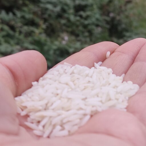 برنج  ارگانیک 