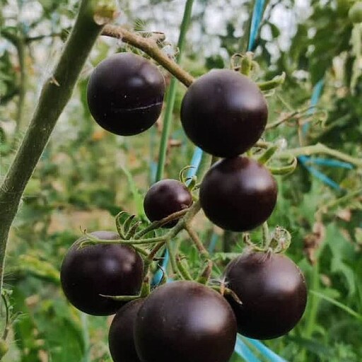 بذر گوجه سیاه چری تو مشکی فوق پربار اوکراینی بسته 5 عددی