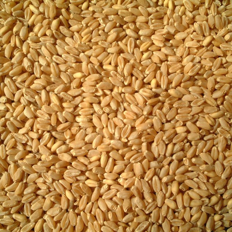دانه گندم دیمی کردستان کیفیت بالا  یک کیلویی قیمت مناسب 