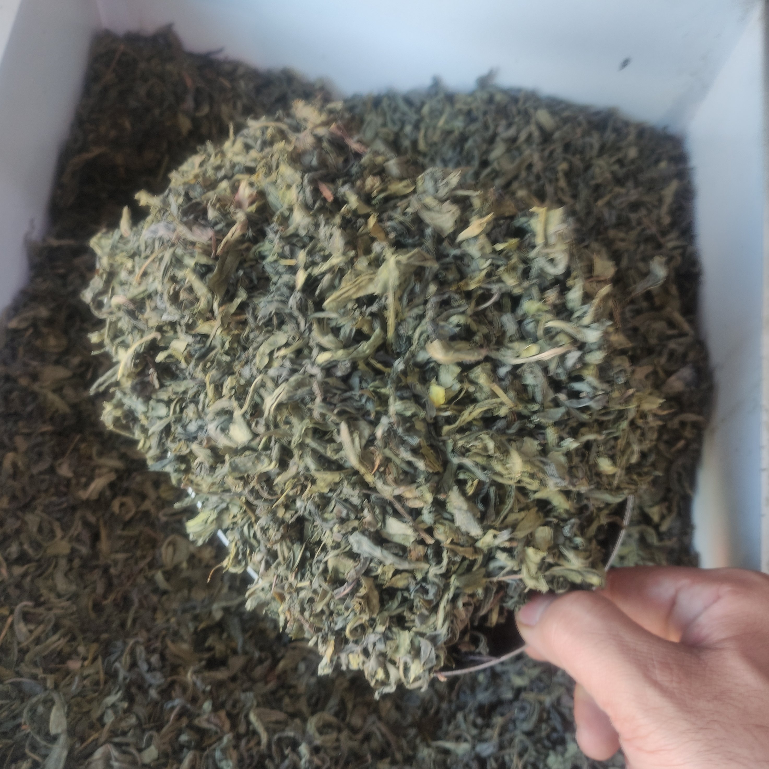 چای سبز محلی امسال 1404