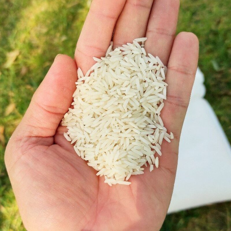 برنج شیرودی استخوانی ( خوشپخت ایرانی) - 5 کیلویی- پخت عالی و بدون عطر