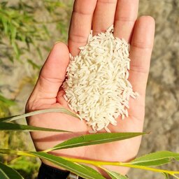 برنج فجر سوزنی (گلچین ناب) - 5 کیلویی - پخت فوق العاده عالی و عطر متوسط