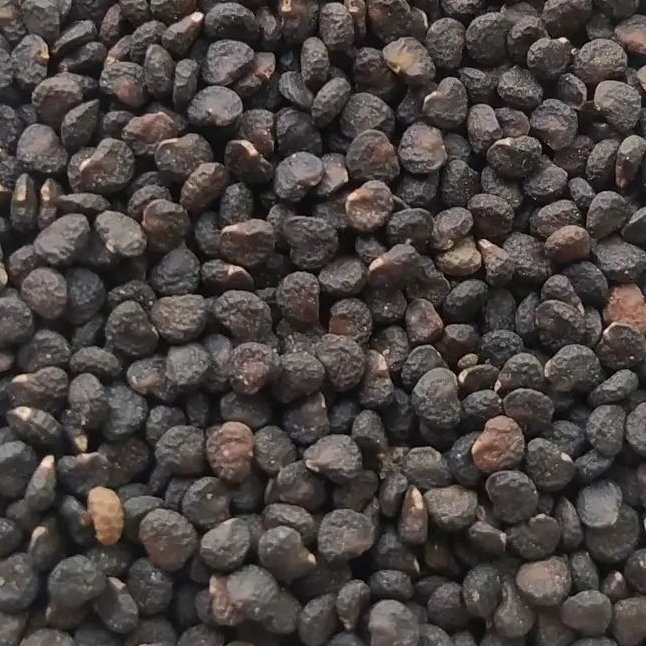 بذر گیاه داتوره تخم تاتوره 500 گرمی