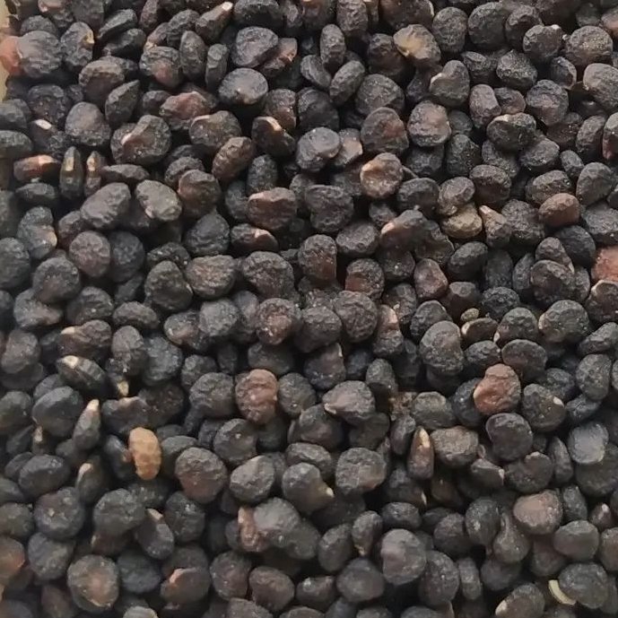 بذر گیاه داتوره تخم تاتوره 500 گرمی