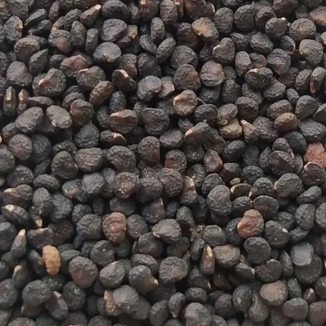 بذر گیاه داتوره تخم تاتوره 500 گرمی