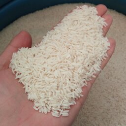 برنج هاشمی  آستانه اشرفیه محصول سال 1402