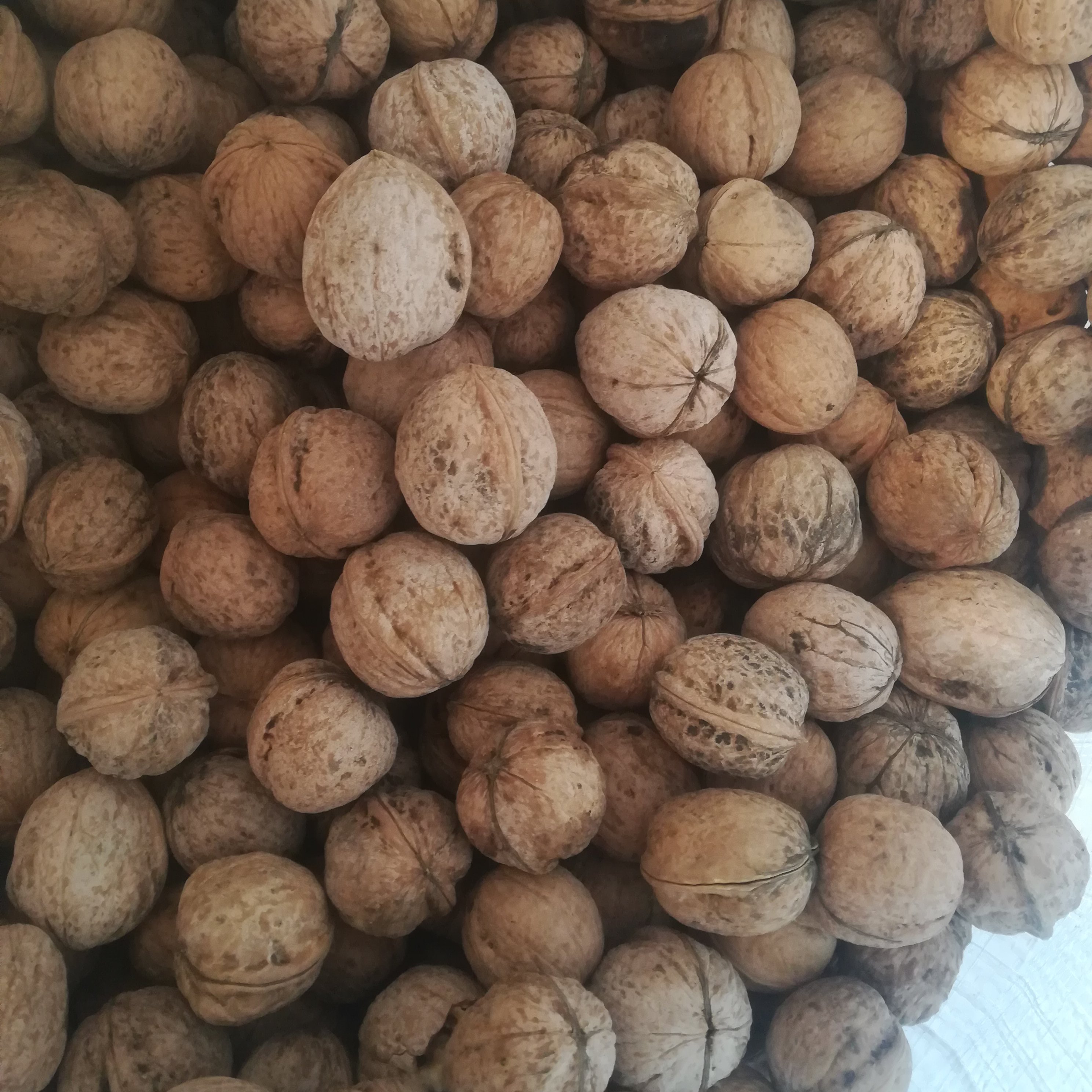 گردو صادراتی یک کیلو