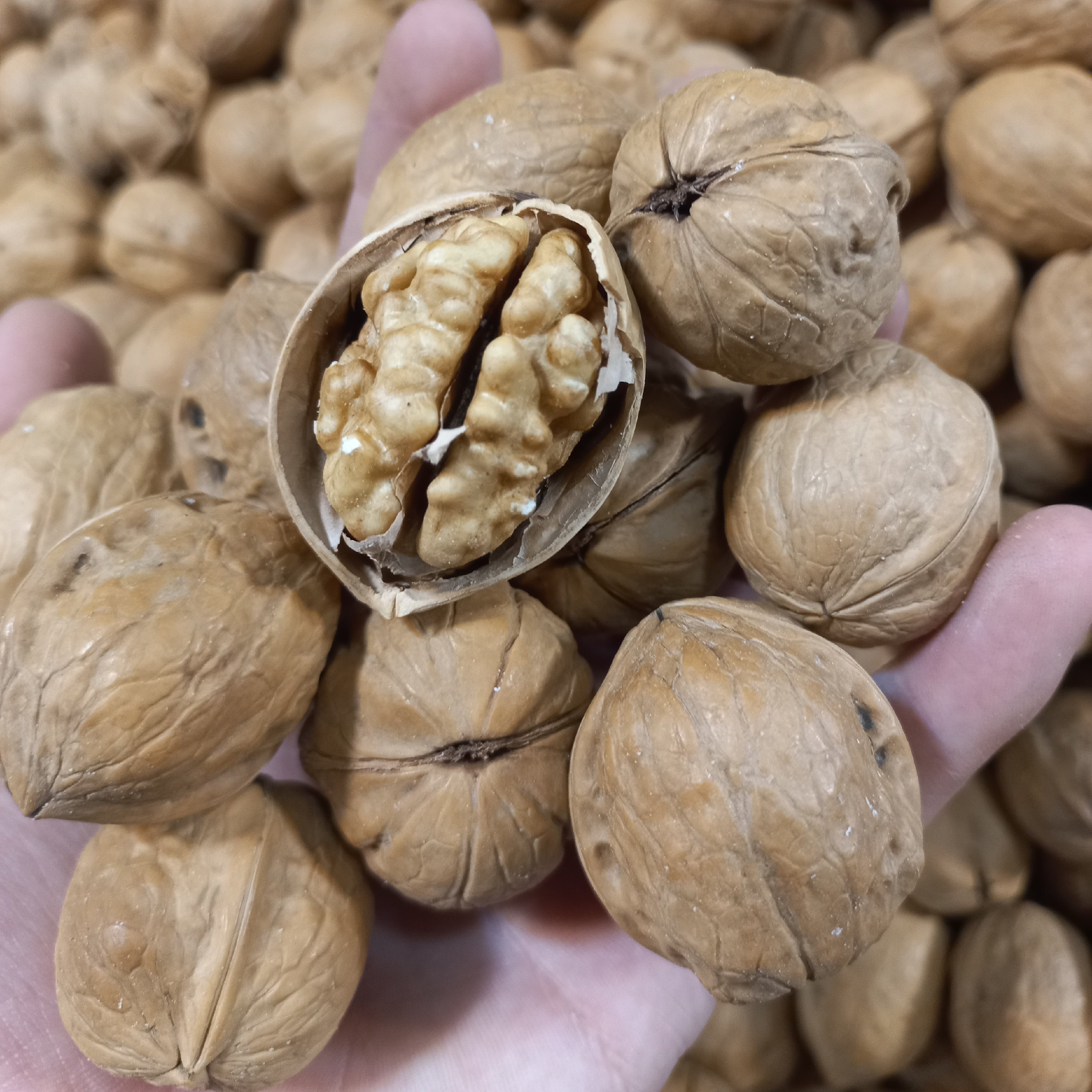 گردو فوق کاغذی درجه یک63 درصد مغز تضمینی (1کیلویی) بار عالی پرچرب 