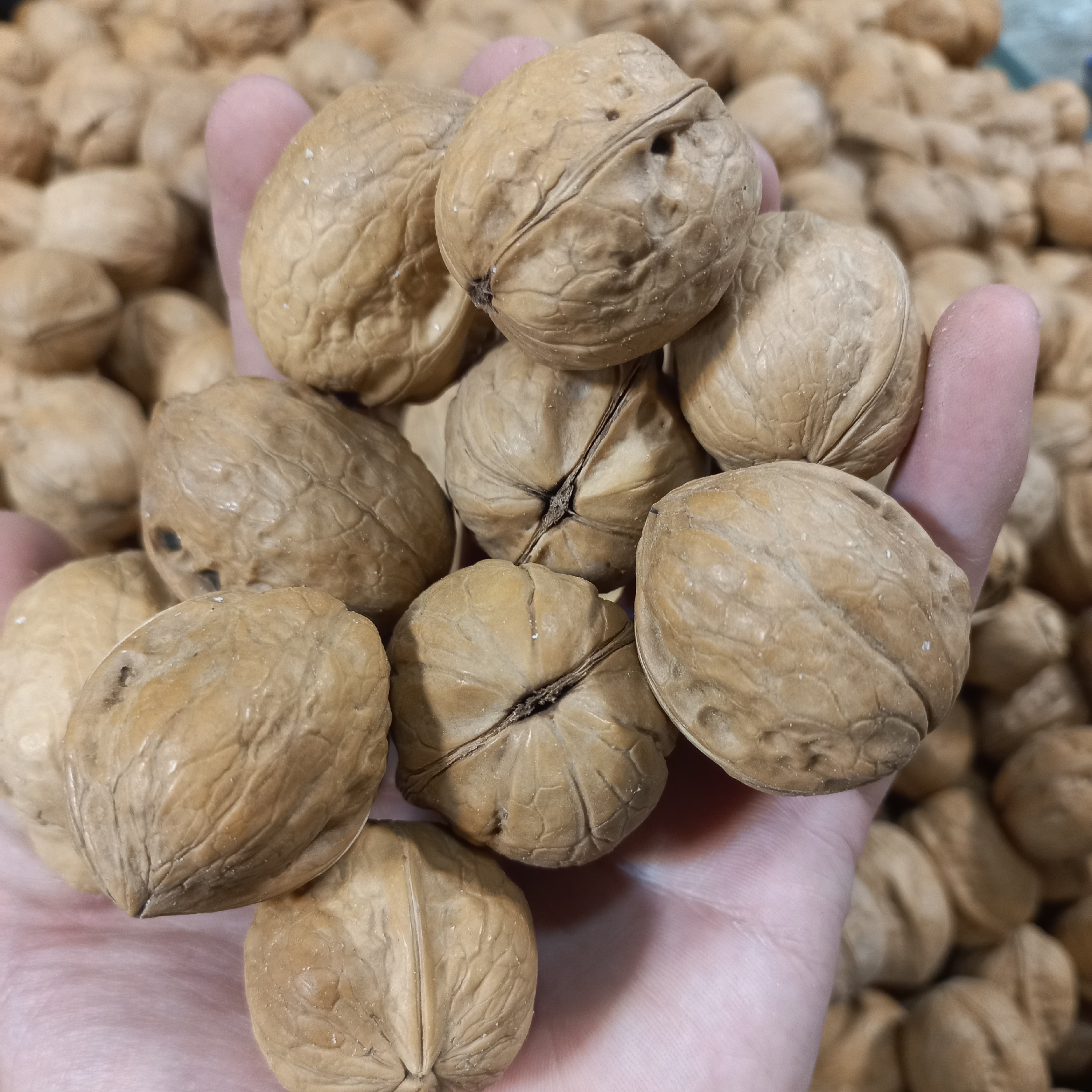 گردو فوق کاغذی درجه یک63 درصد مغز تضمینی (1کیلویی) بار عالی پرچرب 