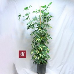 گیاه شفرا ابلق با گلدان پلاستیکی