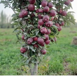 نهال سیب قرمز فرانسه یکی از بهترین ژنوتیپ های سیب تعداد ثبت سفارش ده عدد به بالا