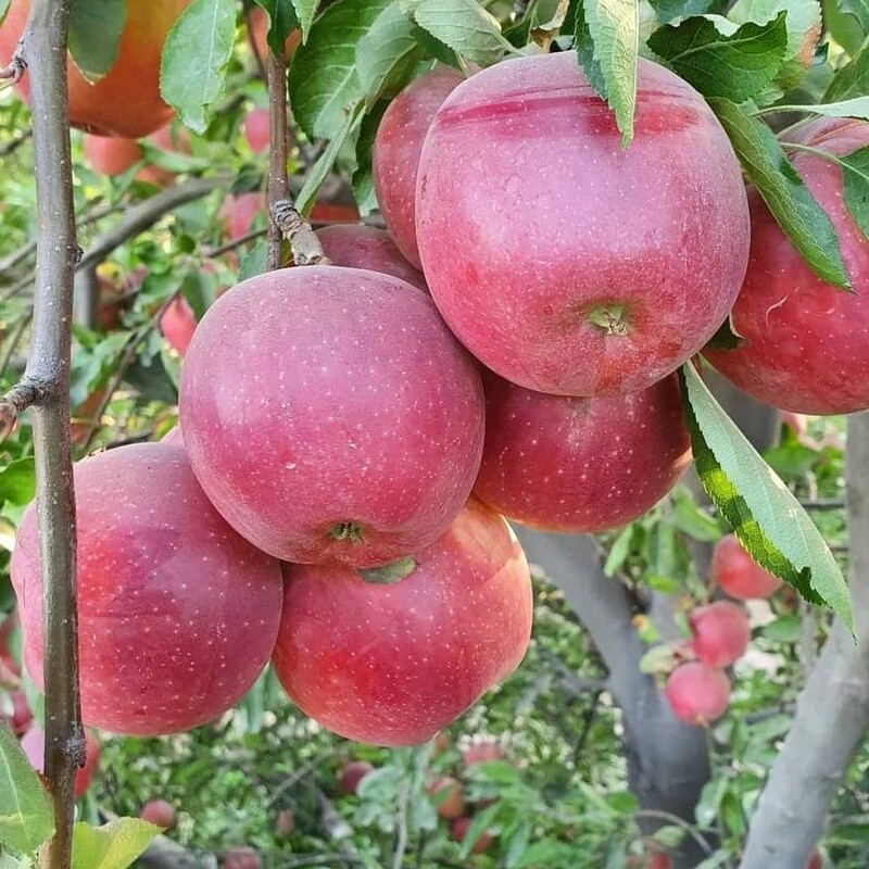نهال سیب قرمز فرانسه یکی از بهترین ژنوتیپ های سیب تعداد ثبت سفارش ده عدد به بالا