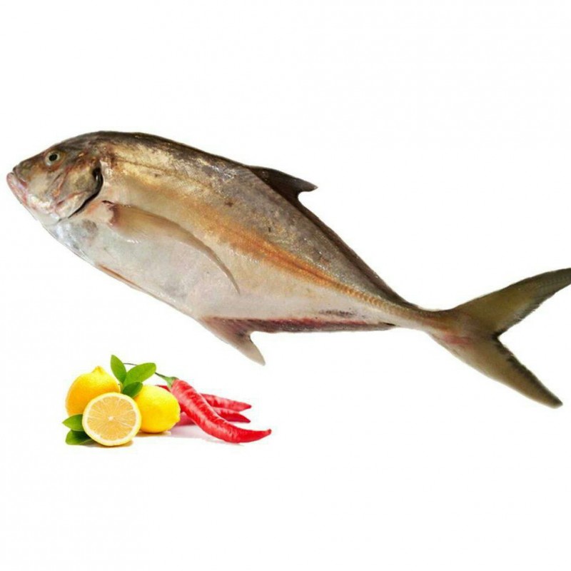 ماهی جش یا گش صید روز ماهی لیان بوشهرلطفا با  هر سبد سفارش 1عدد محصول کائوچوب را به سبد خریدتان اضافه کنید