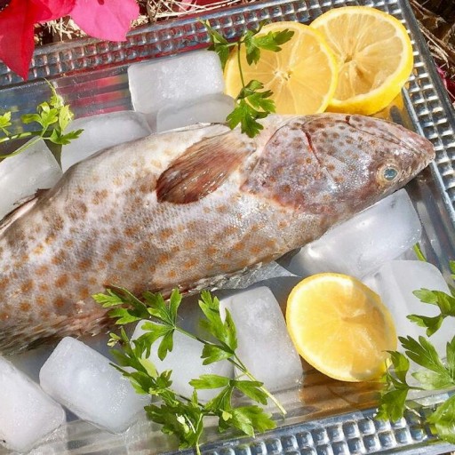 ماهی هامور تازه صید روز لیان بوشهر