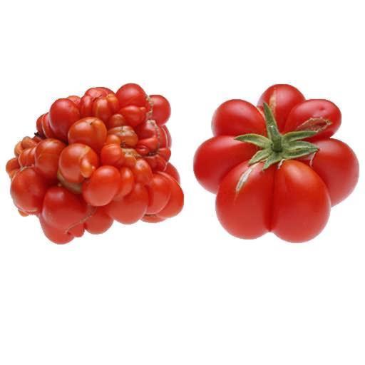 بذر گوجه فرنگی مسافرین 10 عددی 