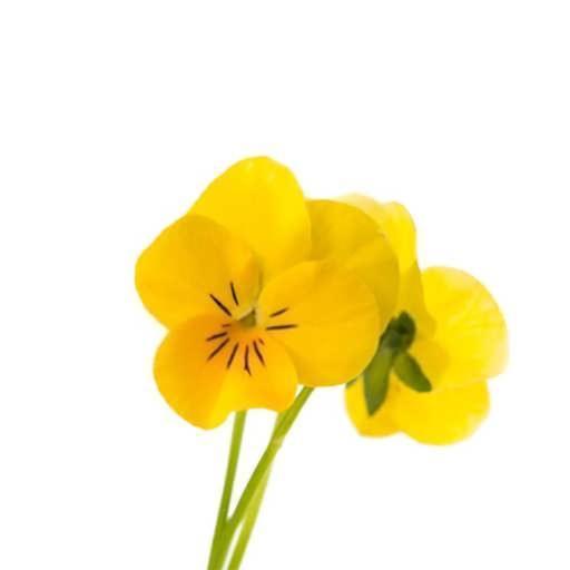 بذر گل بنفشه زرد فسفری 500 عددی