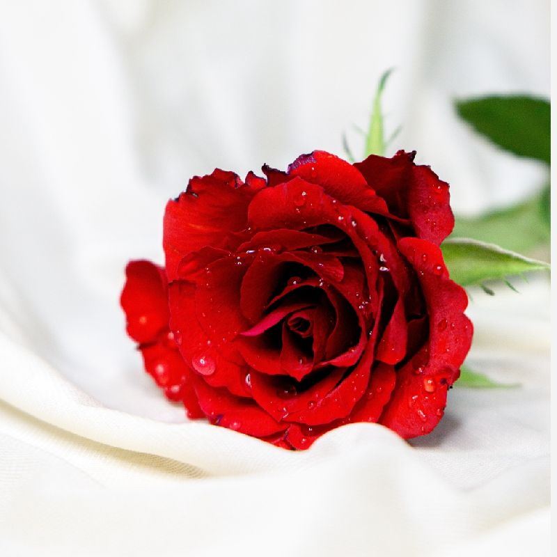 🌸گل بانو🌸(ارسال رایگان)