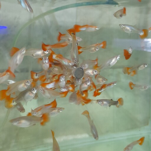 اسپرولینا (30عددی)غذای ماهی تقویتی مناسب رنگ و رشد ماهی آکواریومی