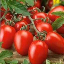 بذر گوجه فرنگی قرمز بسته (100 عددی).