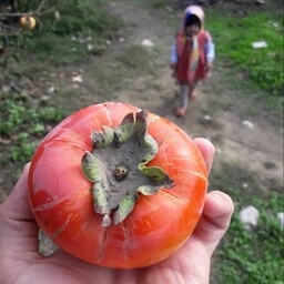 نهال خرمالو گوجه ای سه ساله