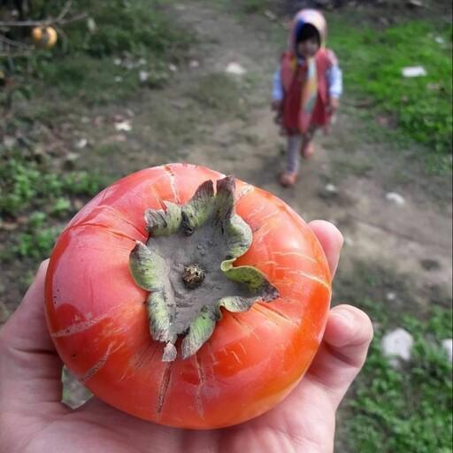 نهال خرمالو گوجه ای پنج ساله