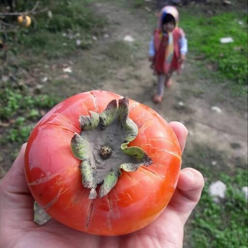 نهال خرمالو گوجه ای دو ساله