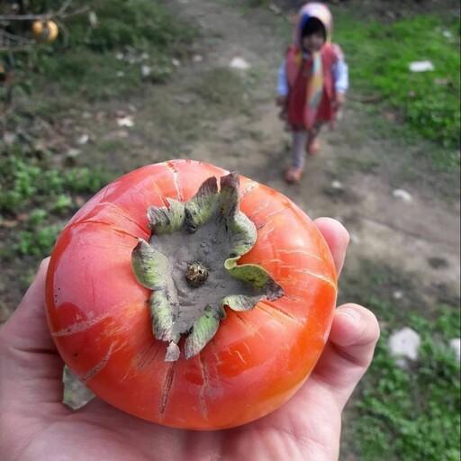نهال خرمالو گوجه ای یک ساله