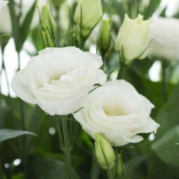 نهال گل لیسیانتوس سفید
