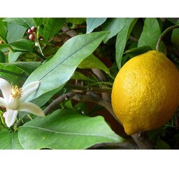 نهال لیمو ترش چهار فصل 