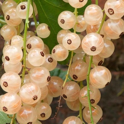 نهال انگور نروژی درختی سفید