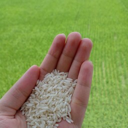 برنج طارم هاشمی ارگانیک شمال در بسته های 10 کیلو گرمی