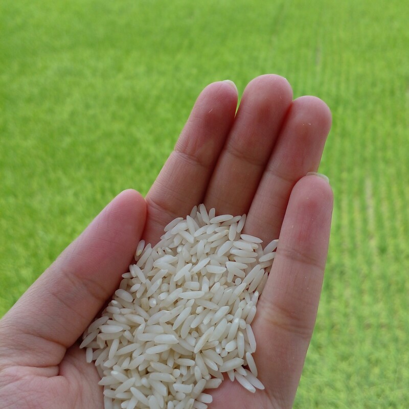 برنج ارگانیک برکت در بسته 10کیلوگرمی ارسال به سراسر کشور