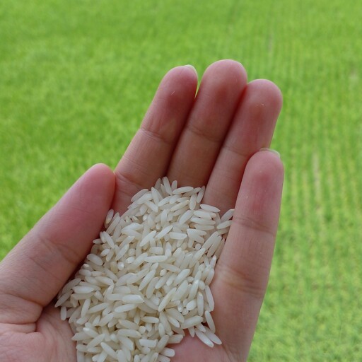 برنج طارم هاشمی ممتاز شمال (10کیلوگرمی) درجه یک