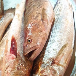 ماهی شوریده 5کیلو ،.                شوریده هندیجان یکی از بهترین و لذیذترین ماهی جنوب است این ماهی بدون تیغ و گوشت سفید 