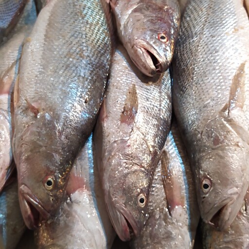 ماهی شوریده 5کیلو ،.                شوریده هندیجان یکی از بهترین و لذیذترین ماهی جنوب است این ماهی بدون تیغ و گوشت سفید 