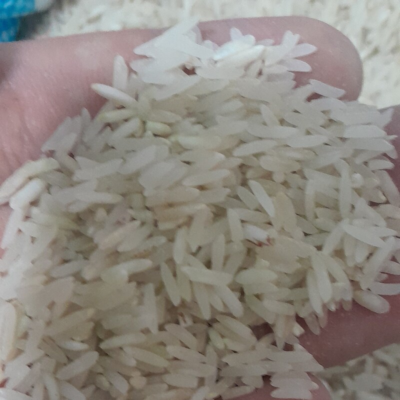 برنج فجر پنج ستاره رستم