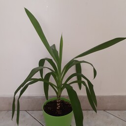 گیاه بنسای یوکا در گلدان سبز  گل پونه تسویه کننده هوامناسب برای فضای داخلی( مناسب هدیه)
